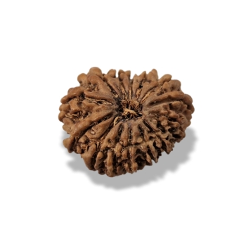 Rudraksha - Rudraksza 14 twarzy (Mukhi) Klejnot Bógów 88